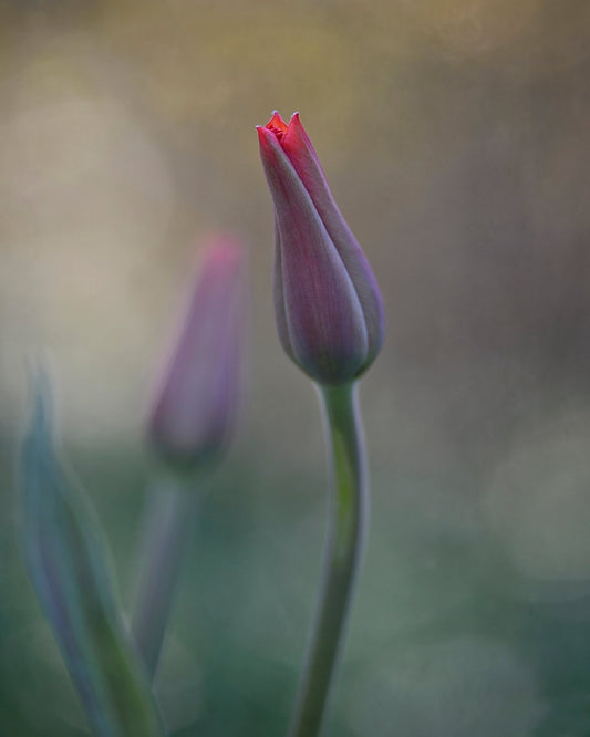 Two Tulip Buds