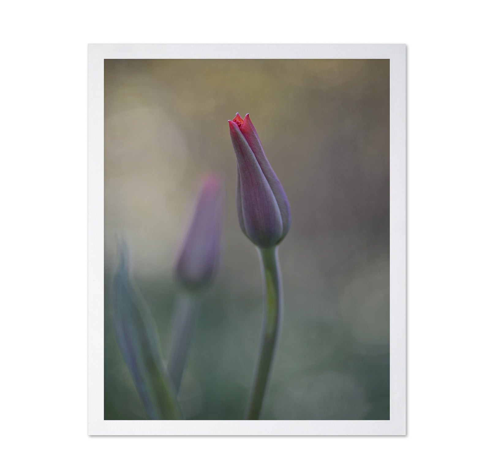 Two Tulip Buds