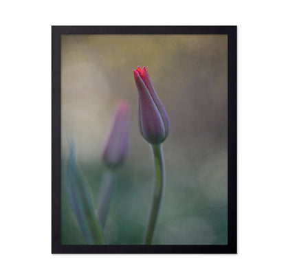 Two Tulip Buds
