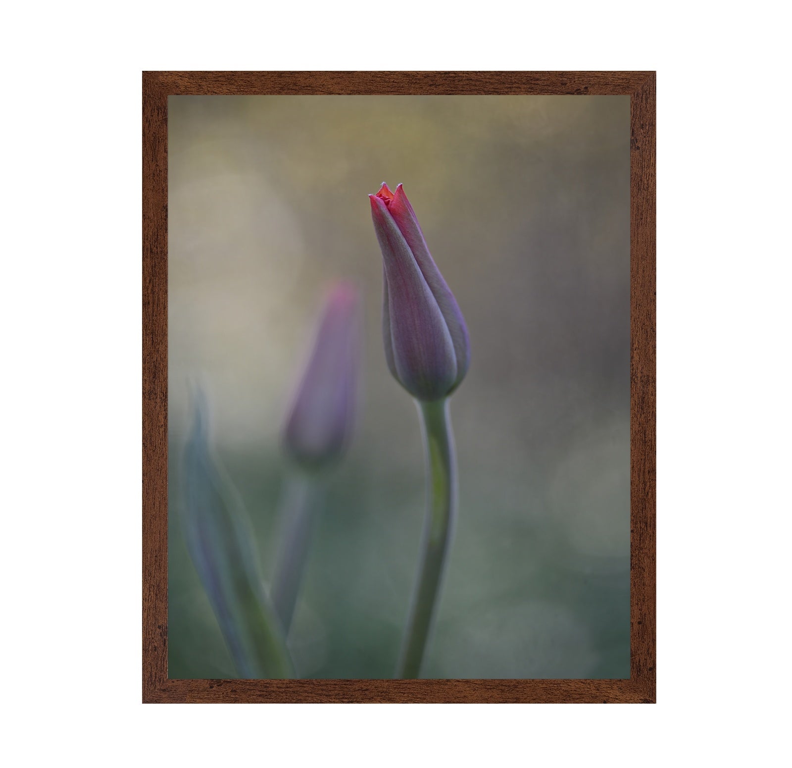 Two Tulip Buds