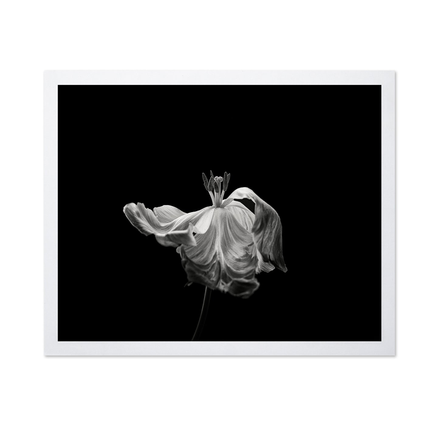 Tulip