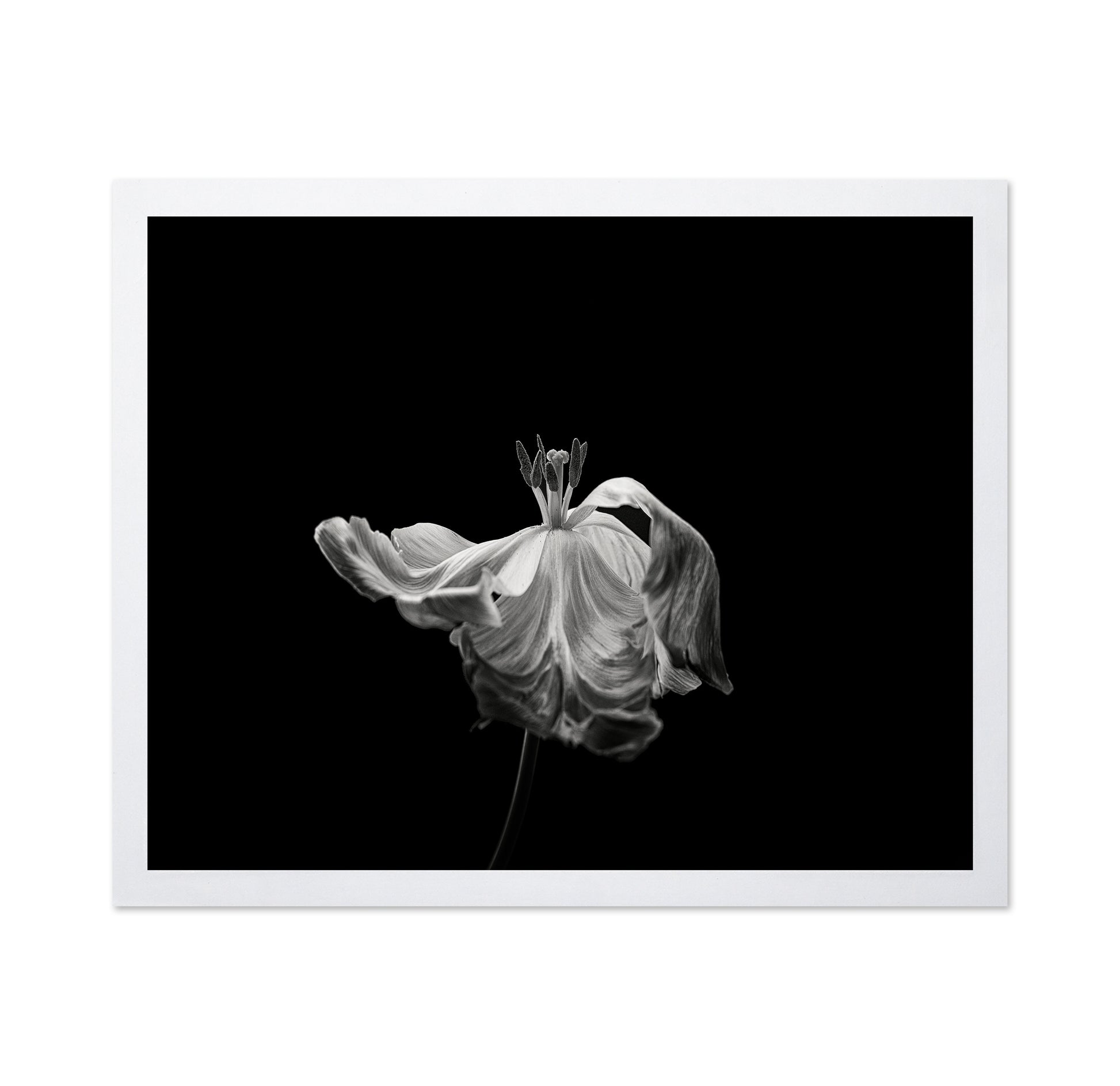 Tulip