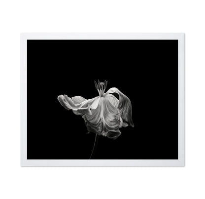 Tulip