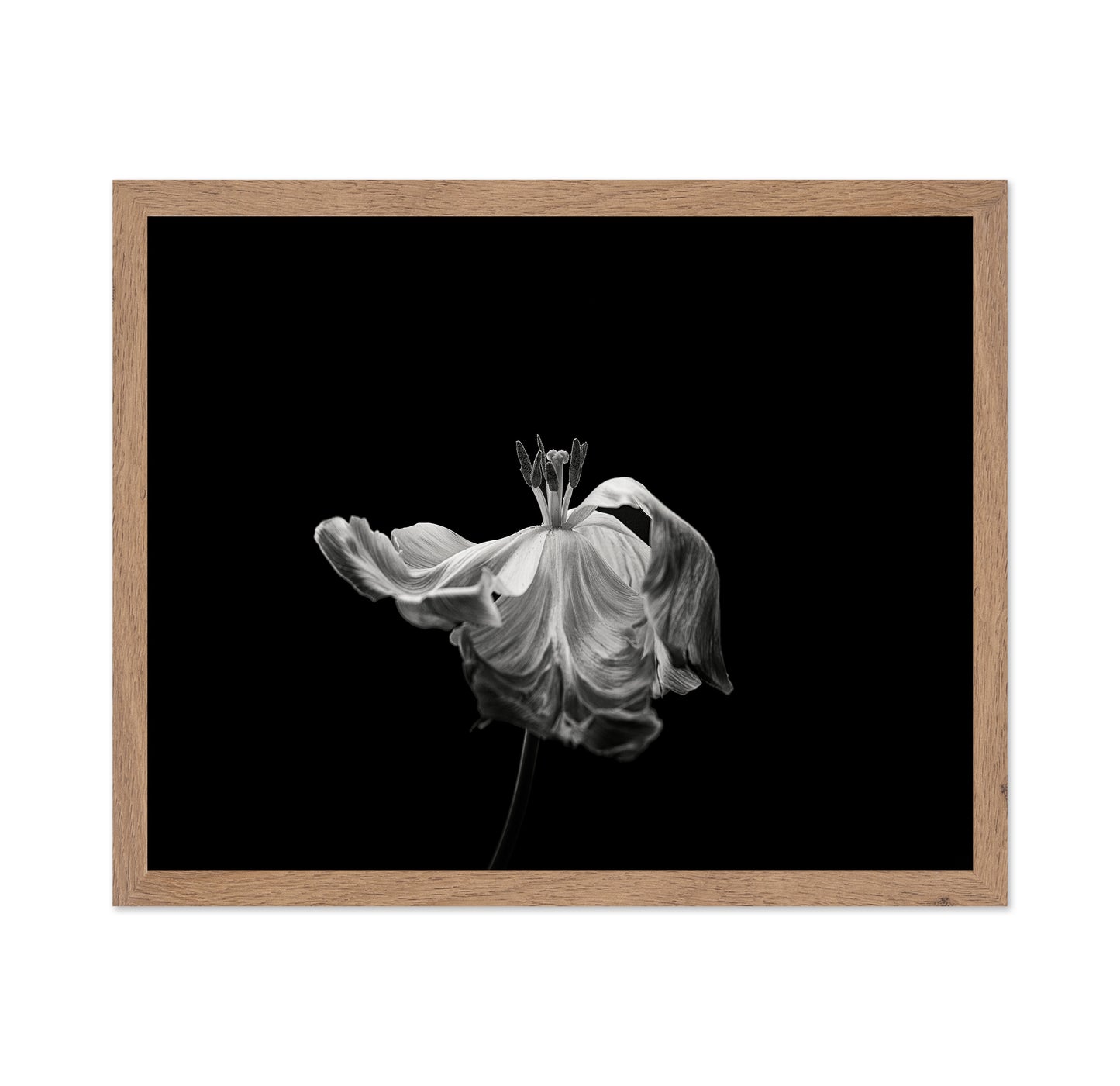 Tulip