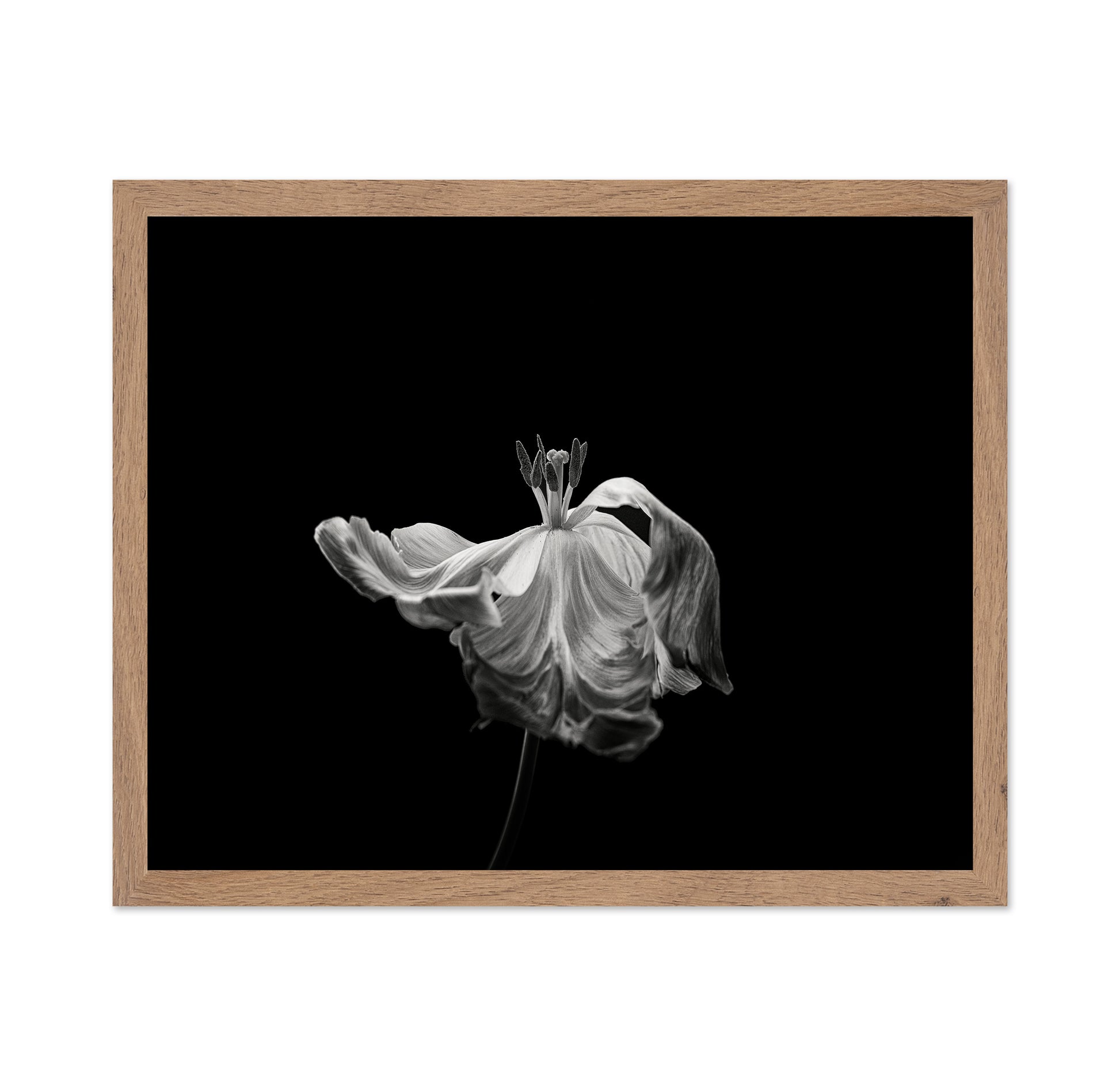 Tulip