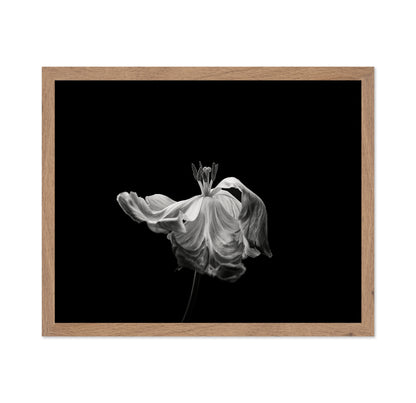 Tulip