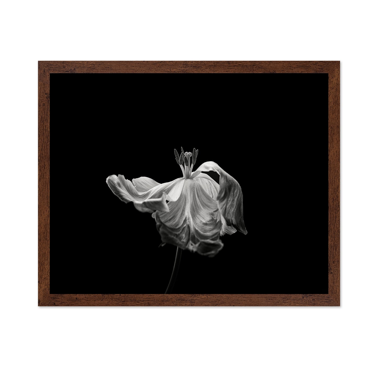 Tulip