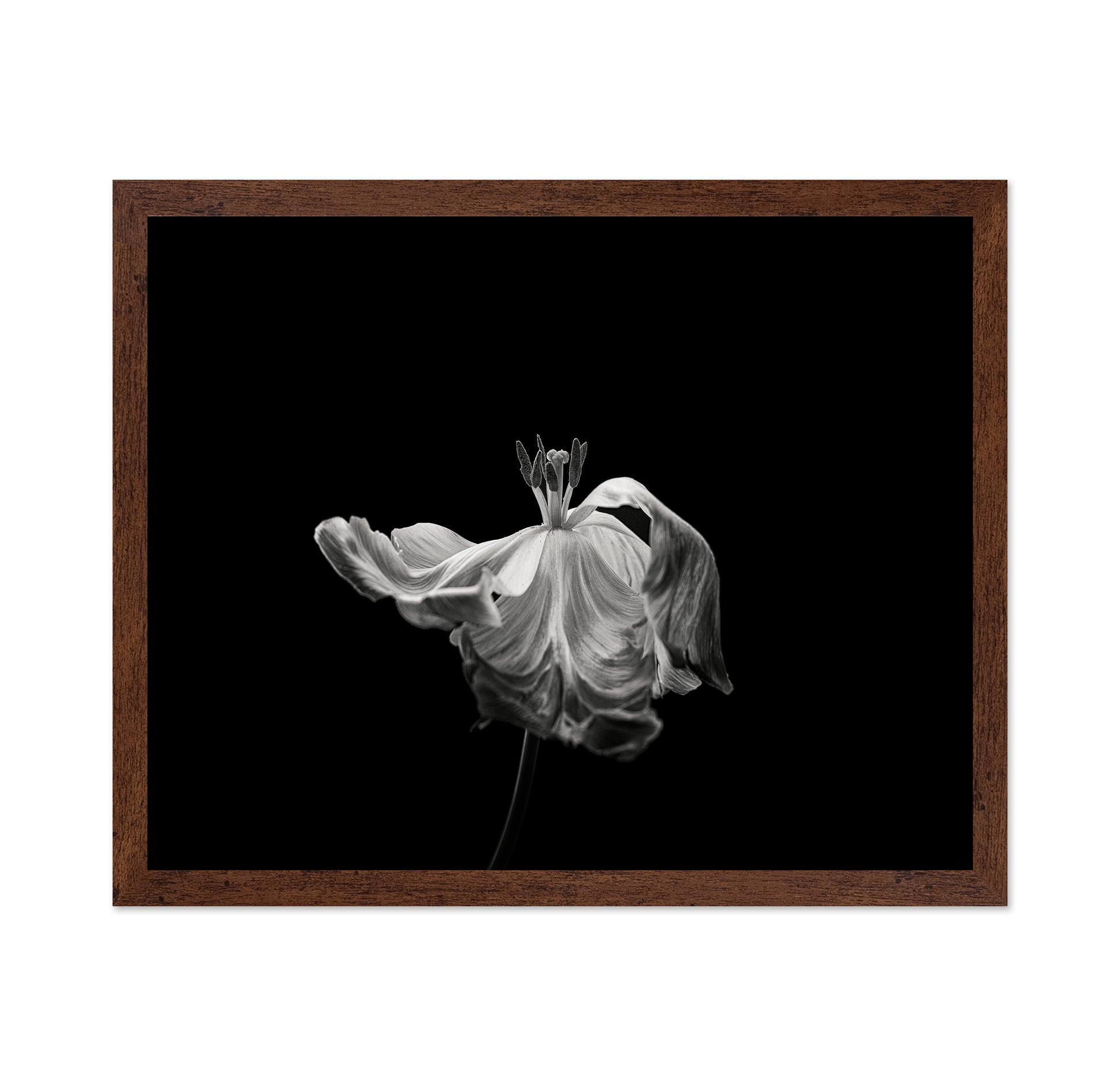 Tulip