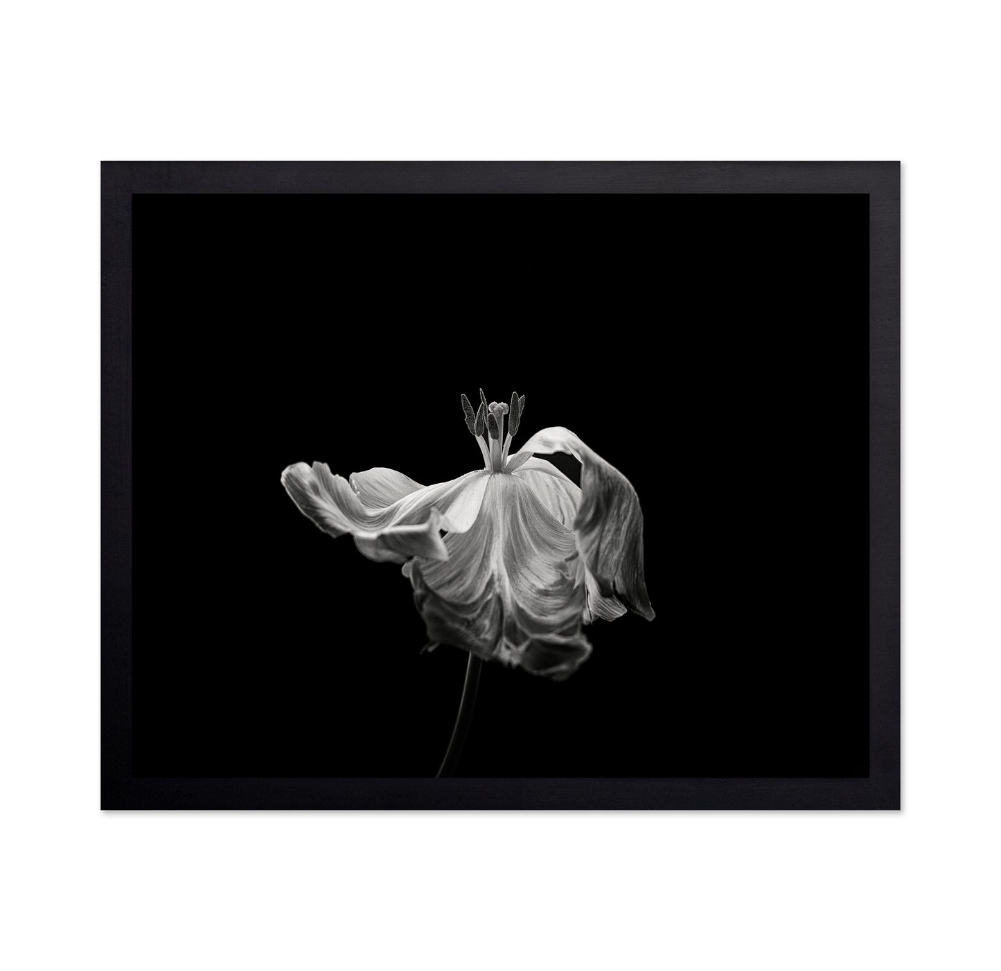 Tulip