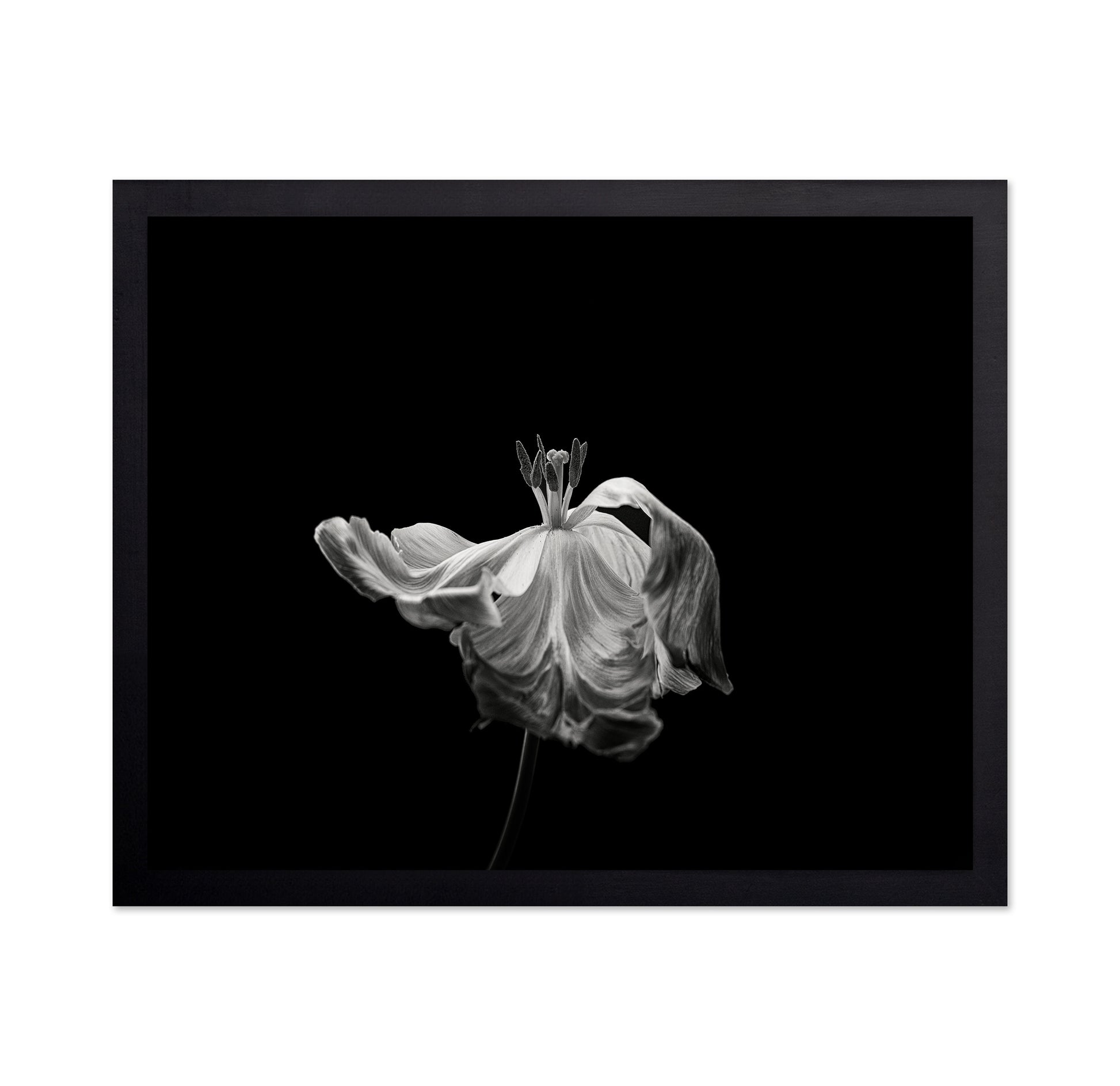 Tulip