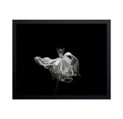 Tulip
