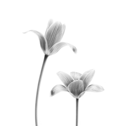 First Tulips