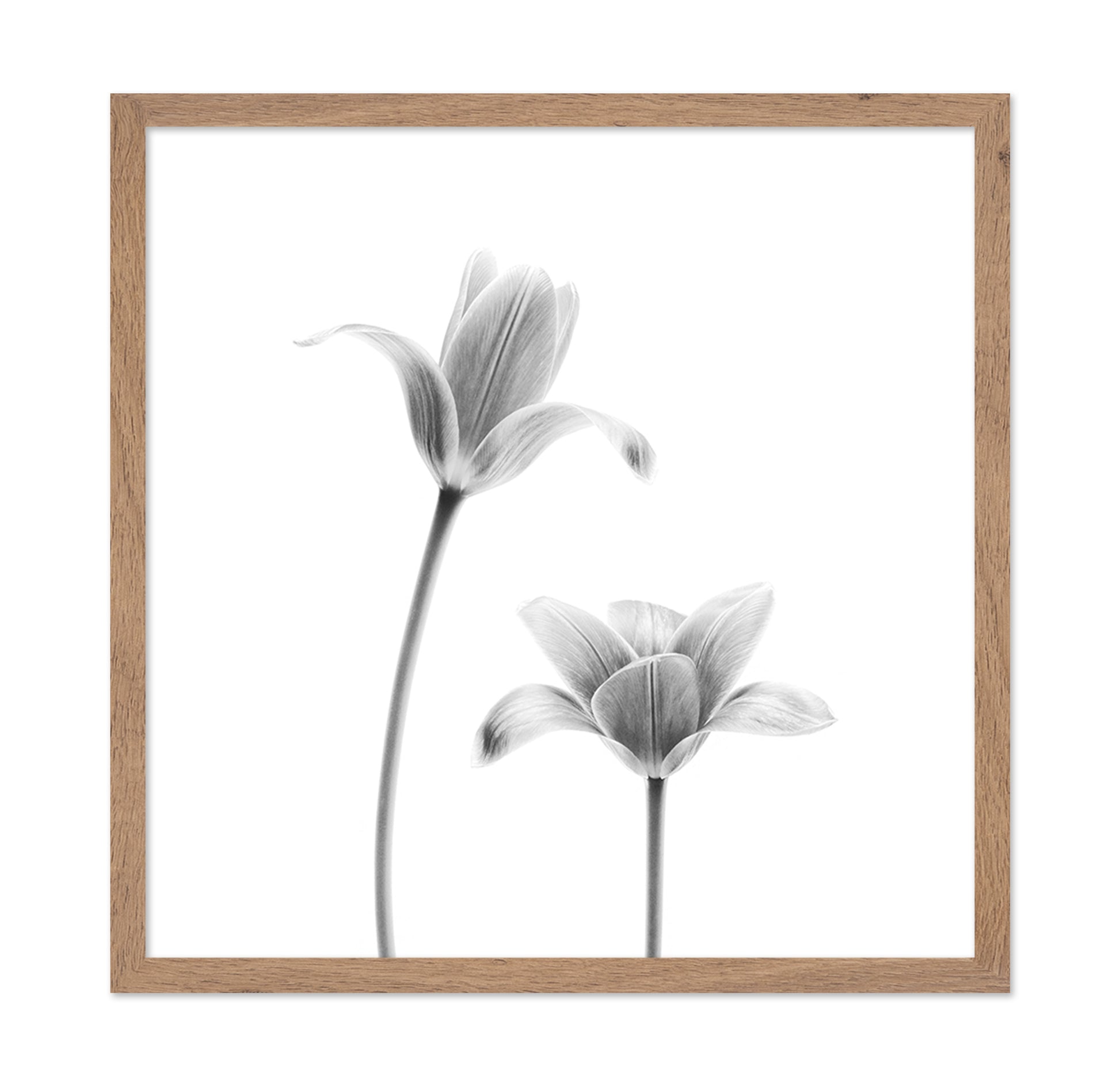 First Tulips