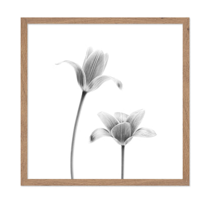 First Tulips