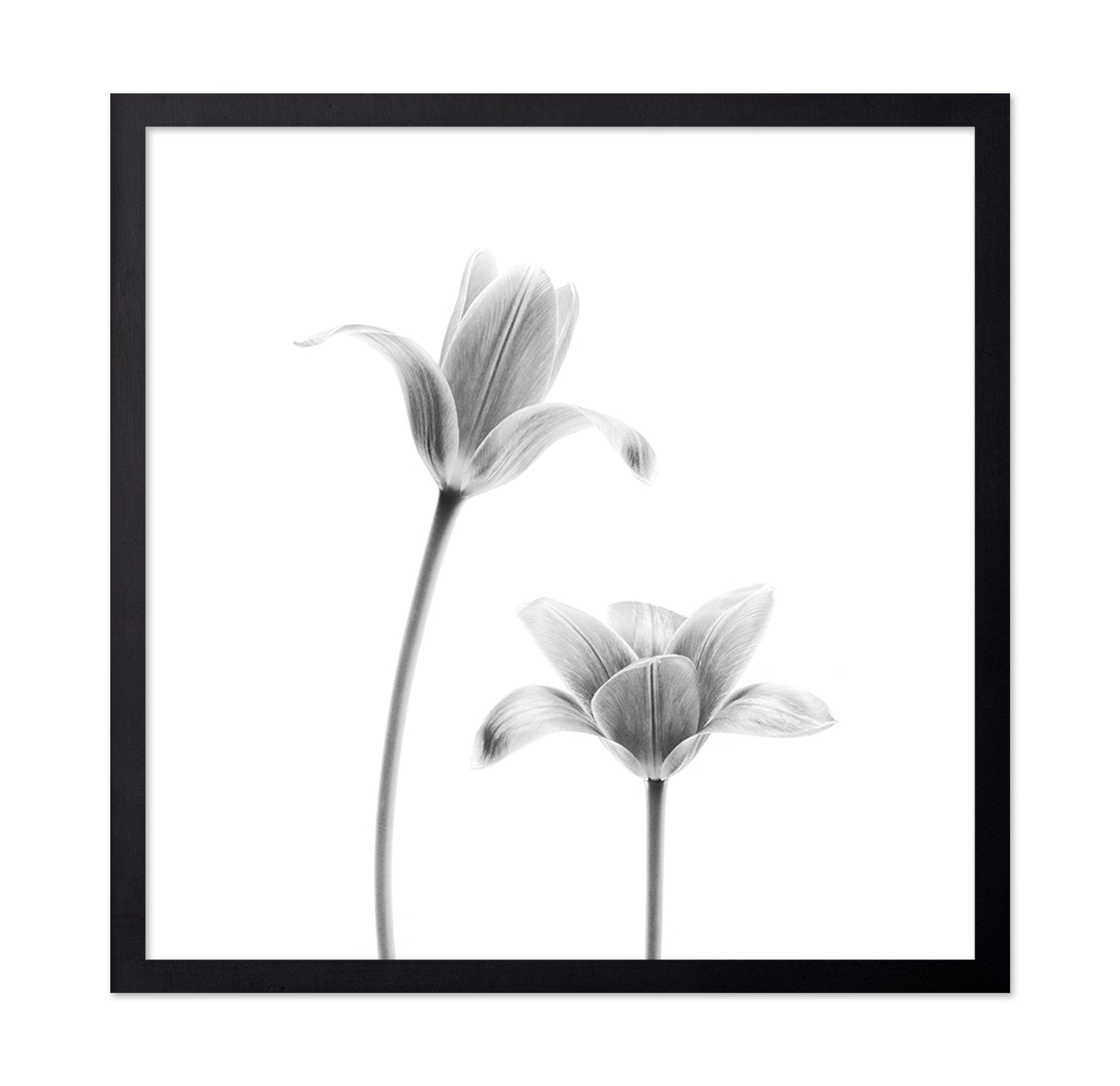 First Tulips
