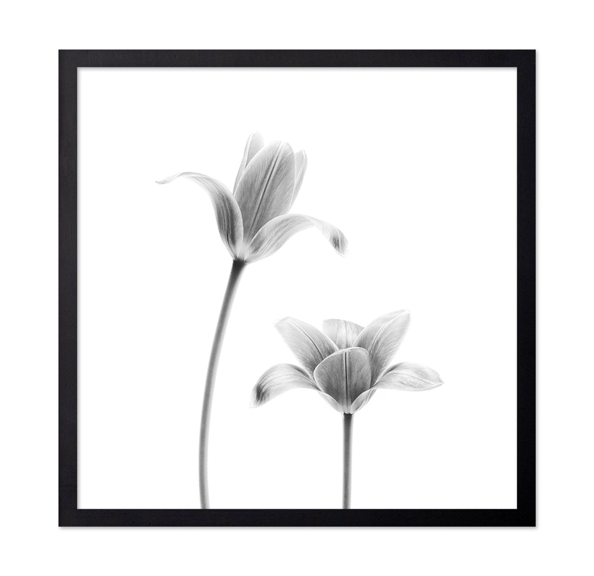 First Tulips