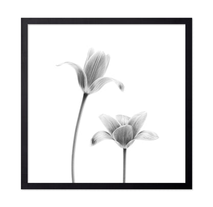 First Tulips