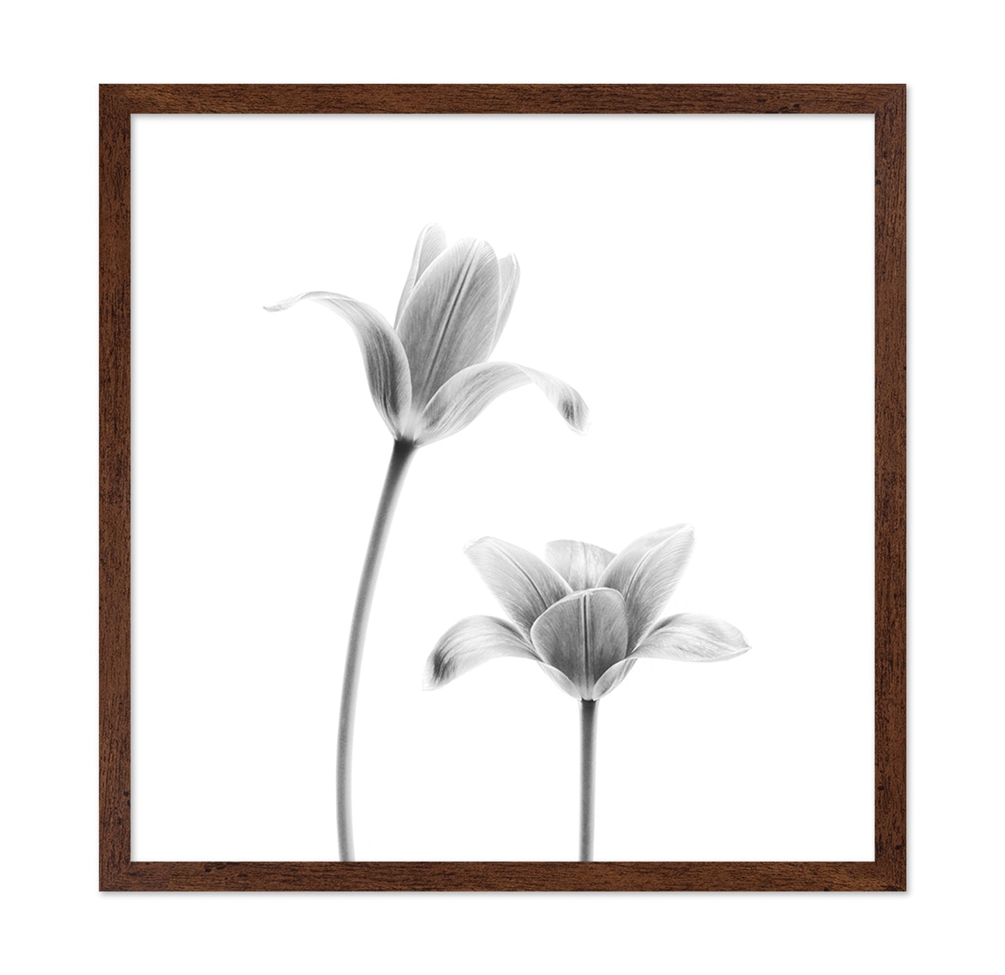 First Tulips