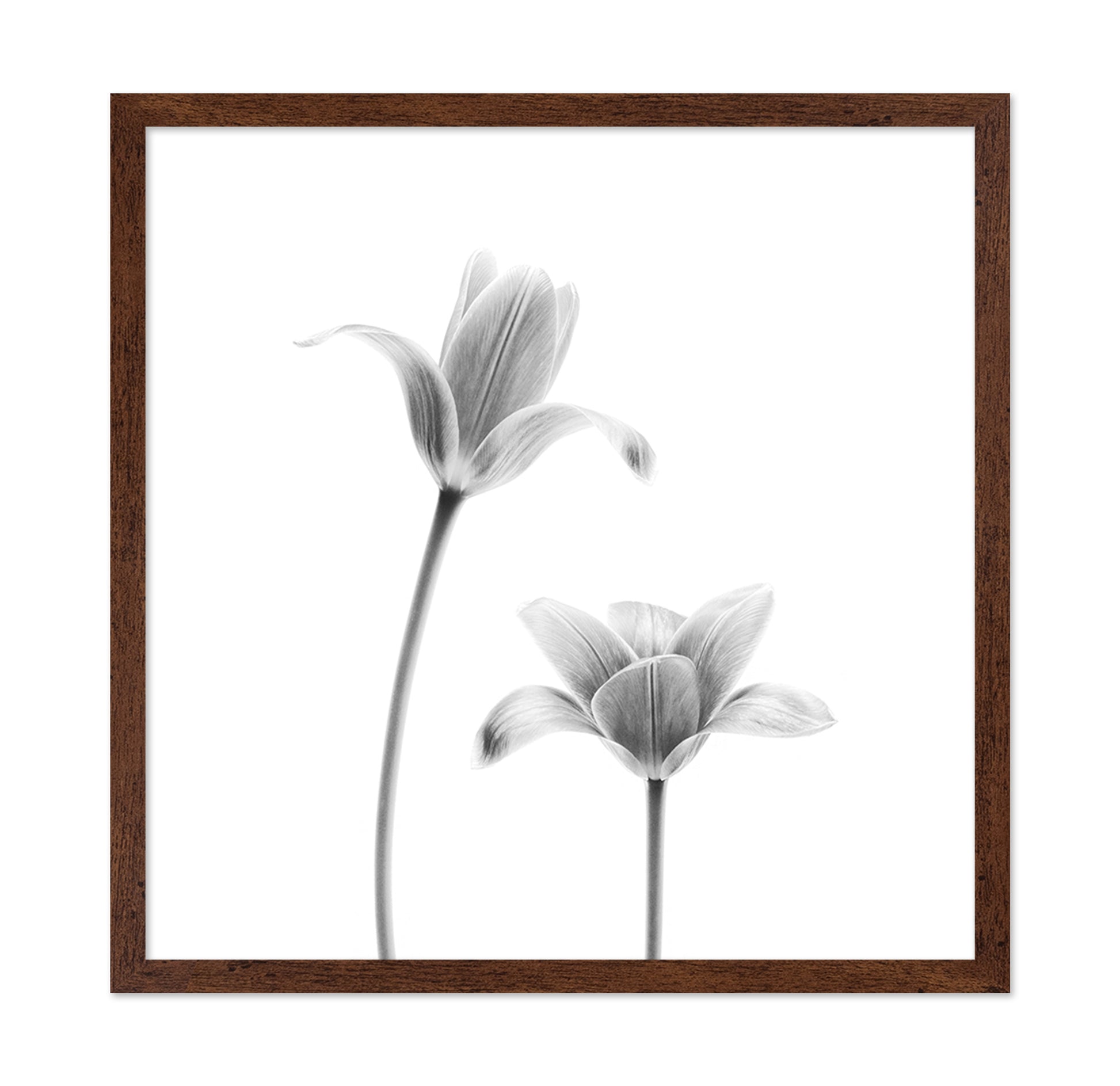 First Tulips