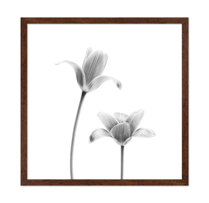 First Tulips