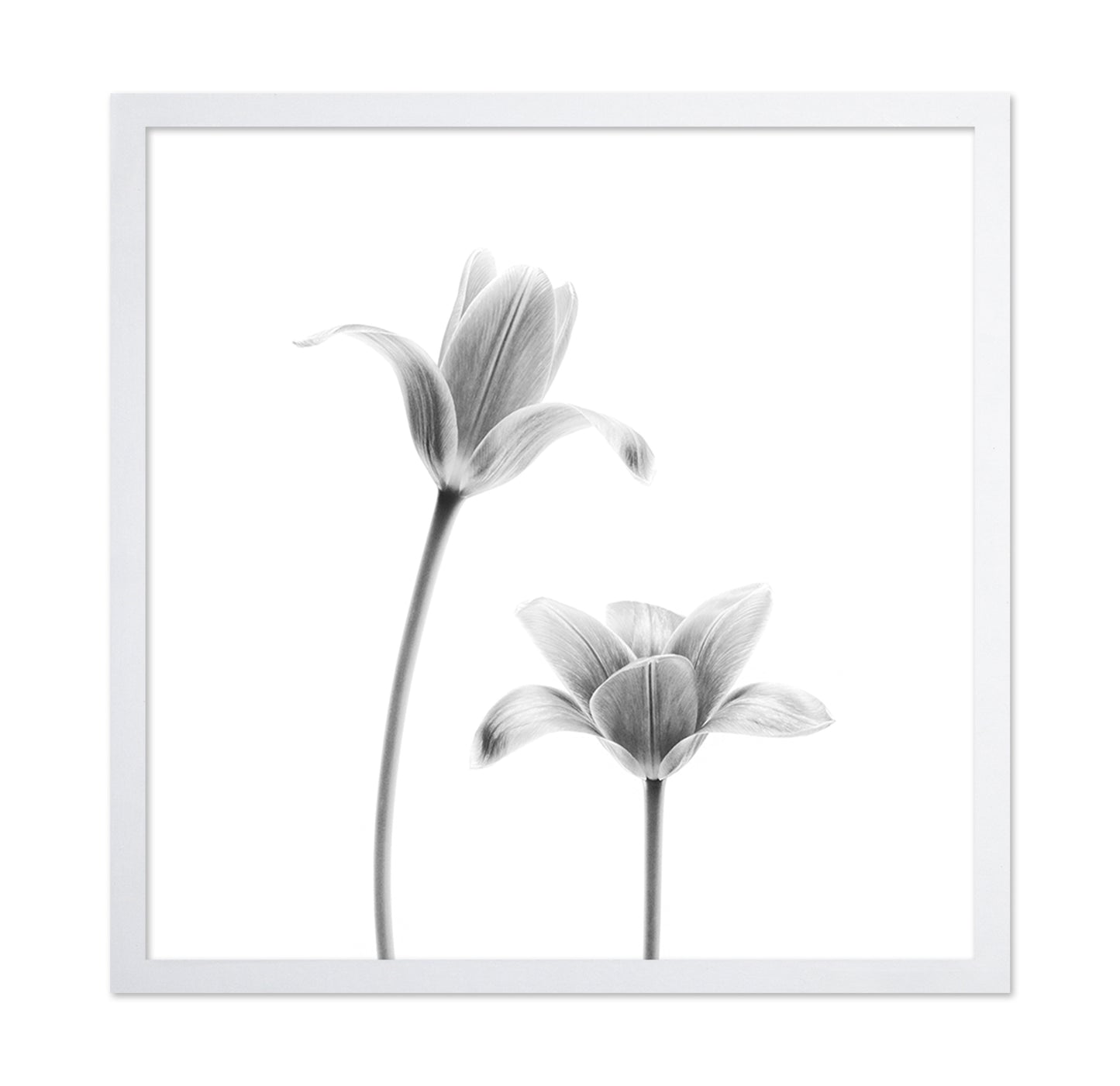First Tulips