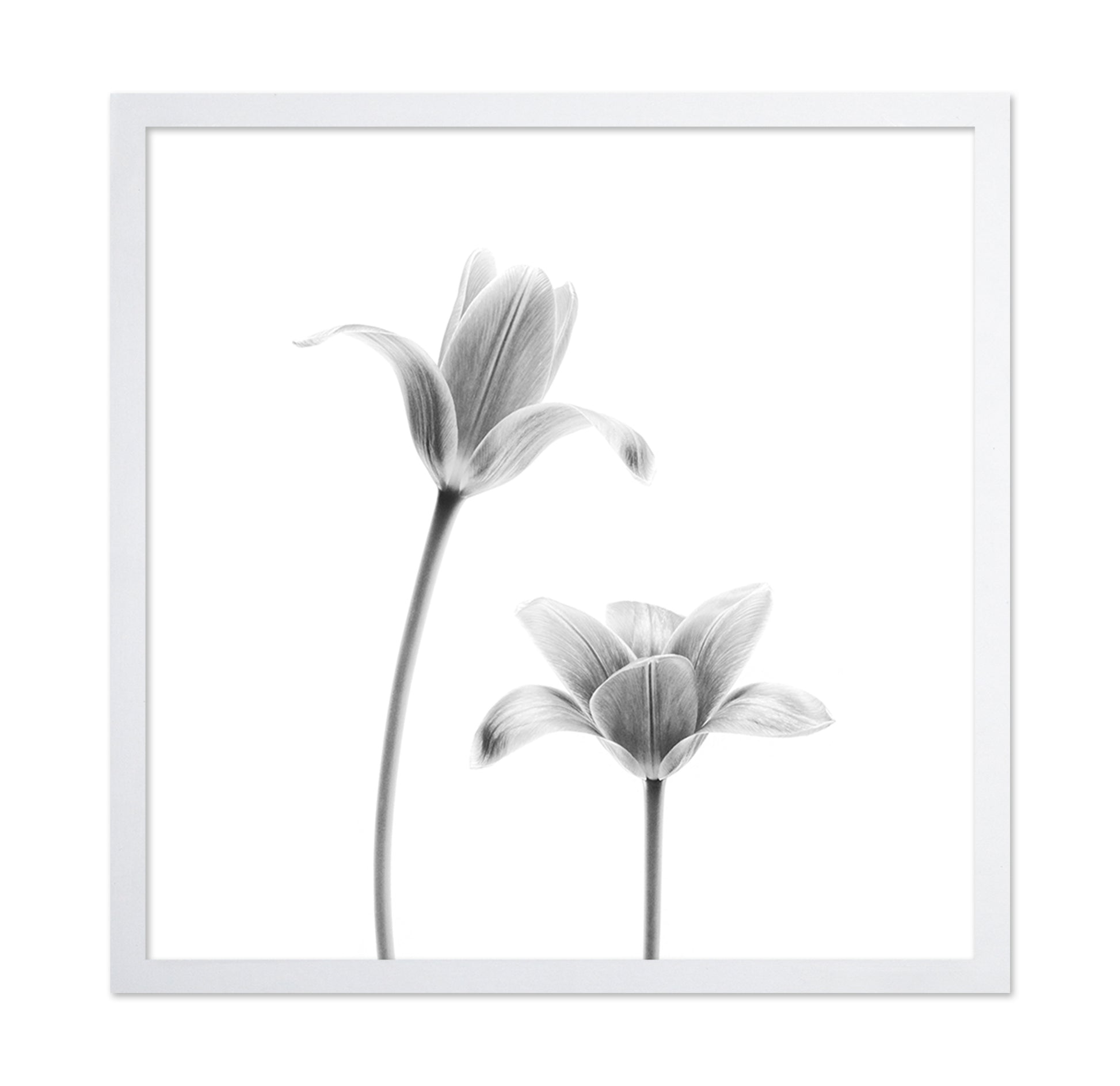First Tulips