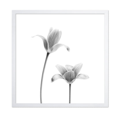 First Tulips