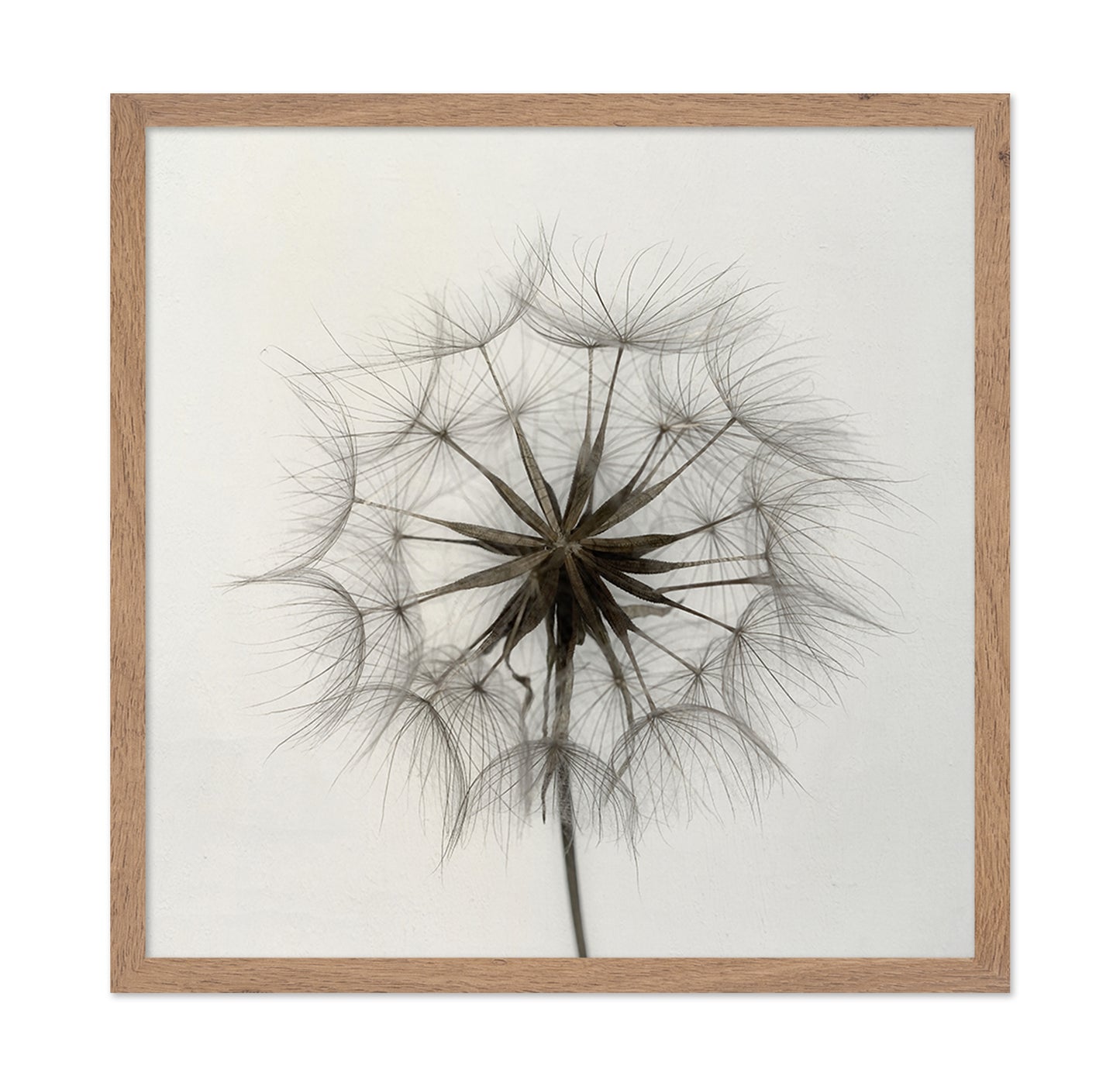 Tragopogon