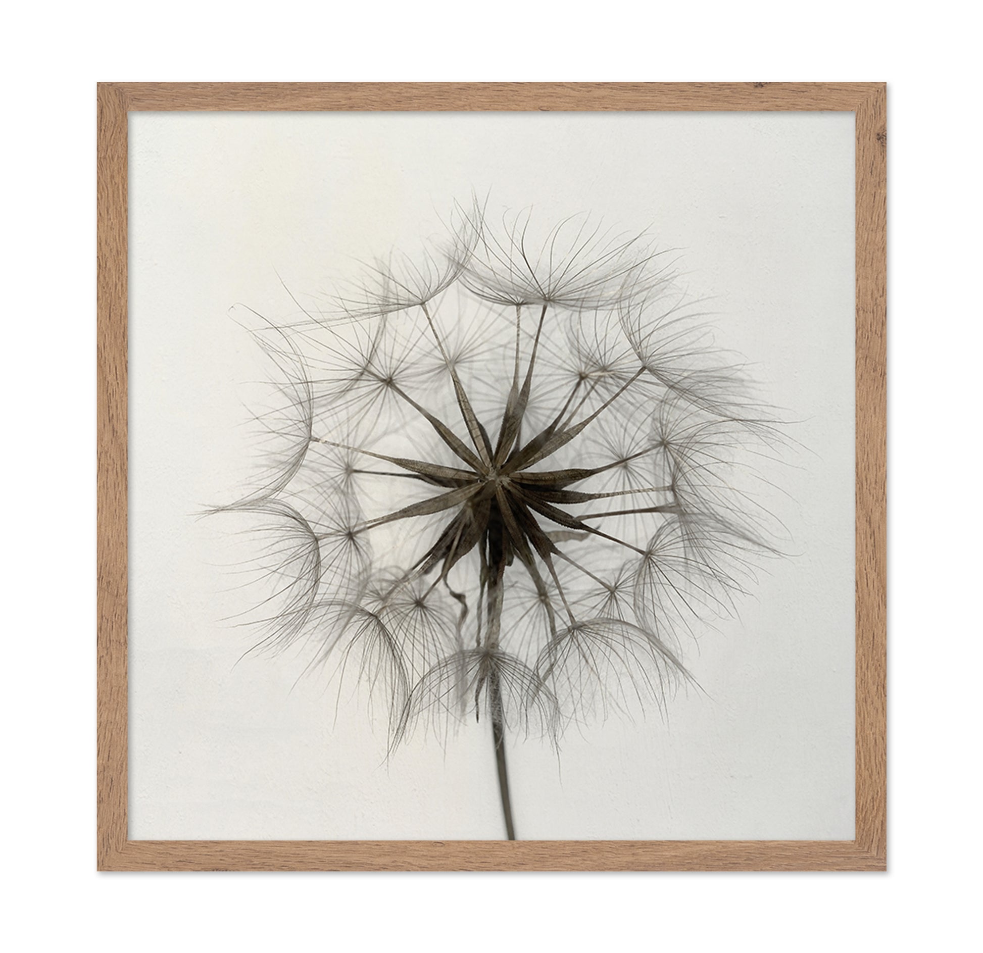 Tragopogon