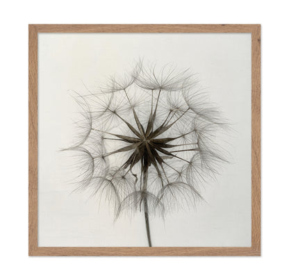 Tragopogon