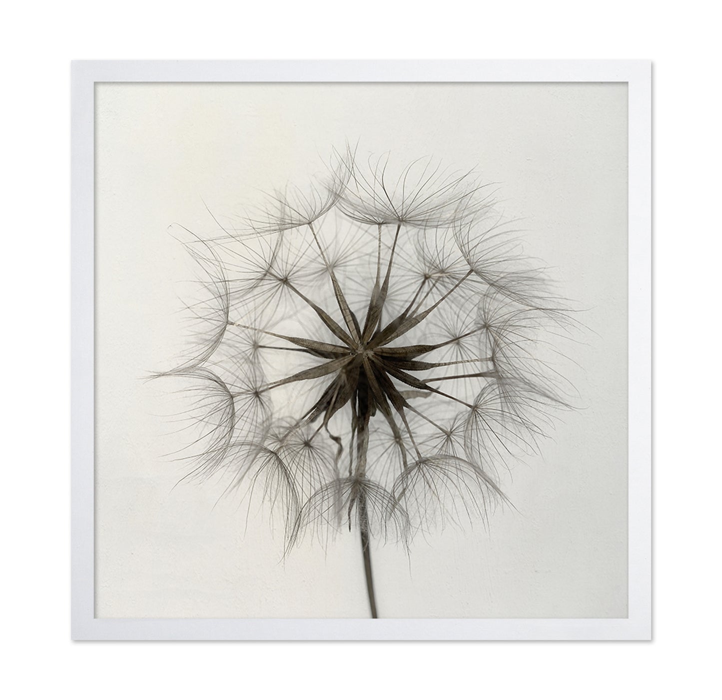 Tragopogon