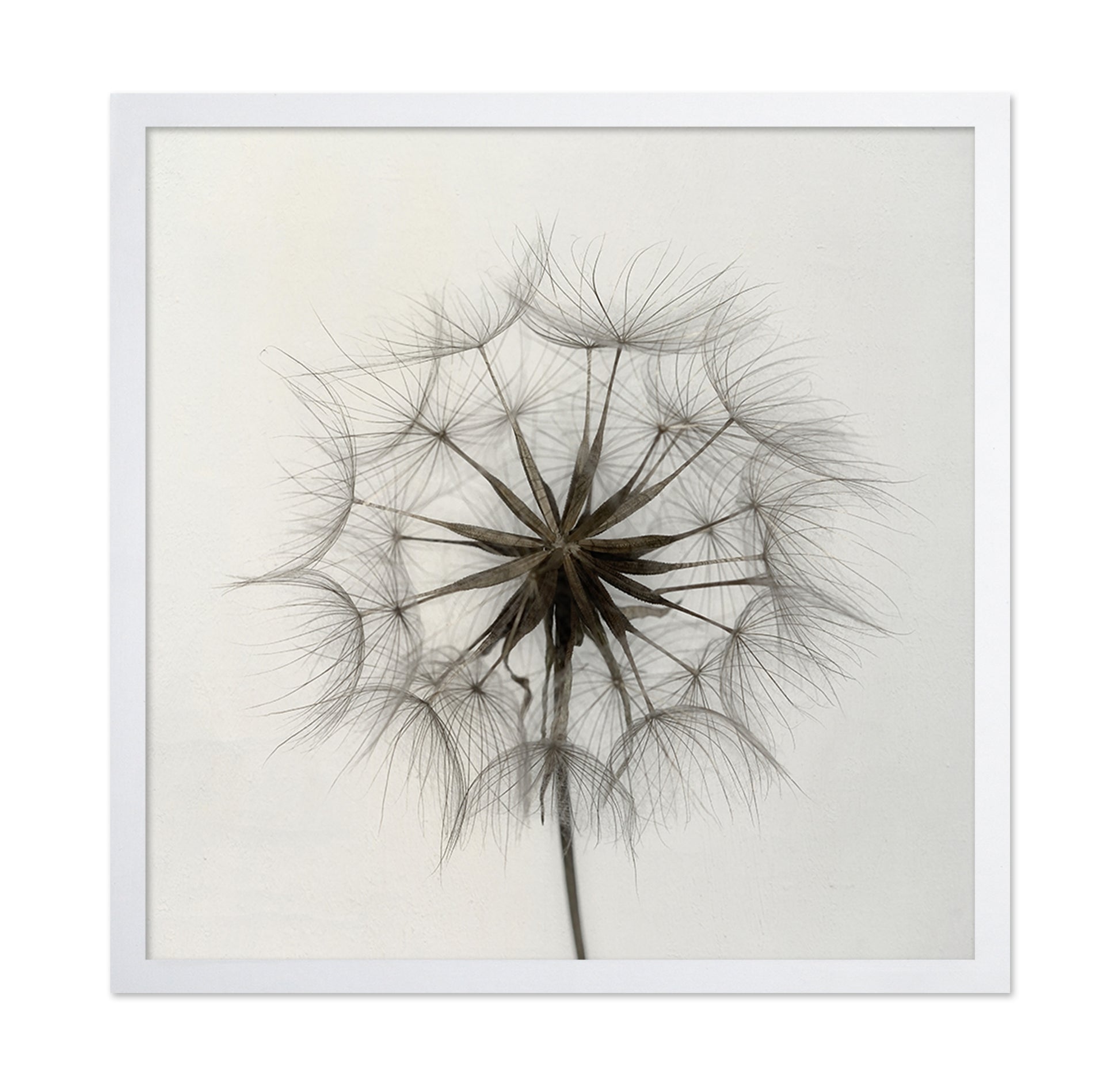 Tragopogon