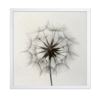 Tragopogon