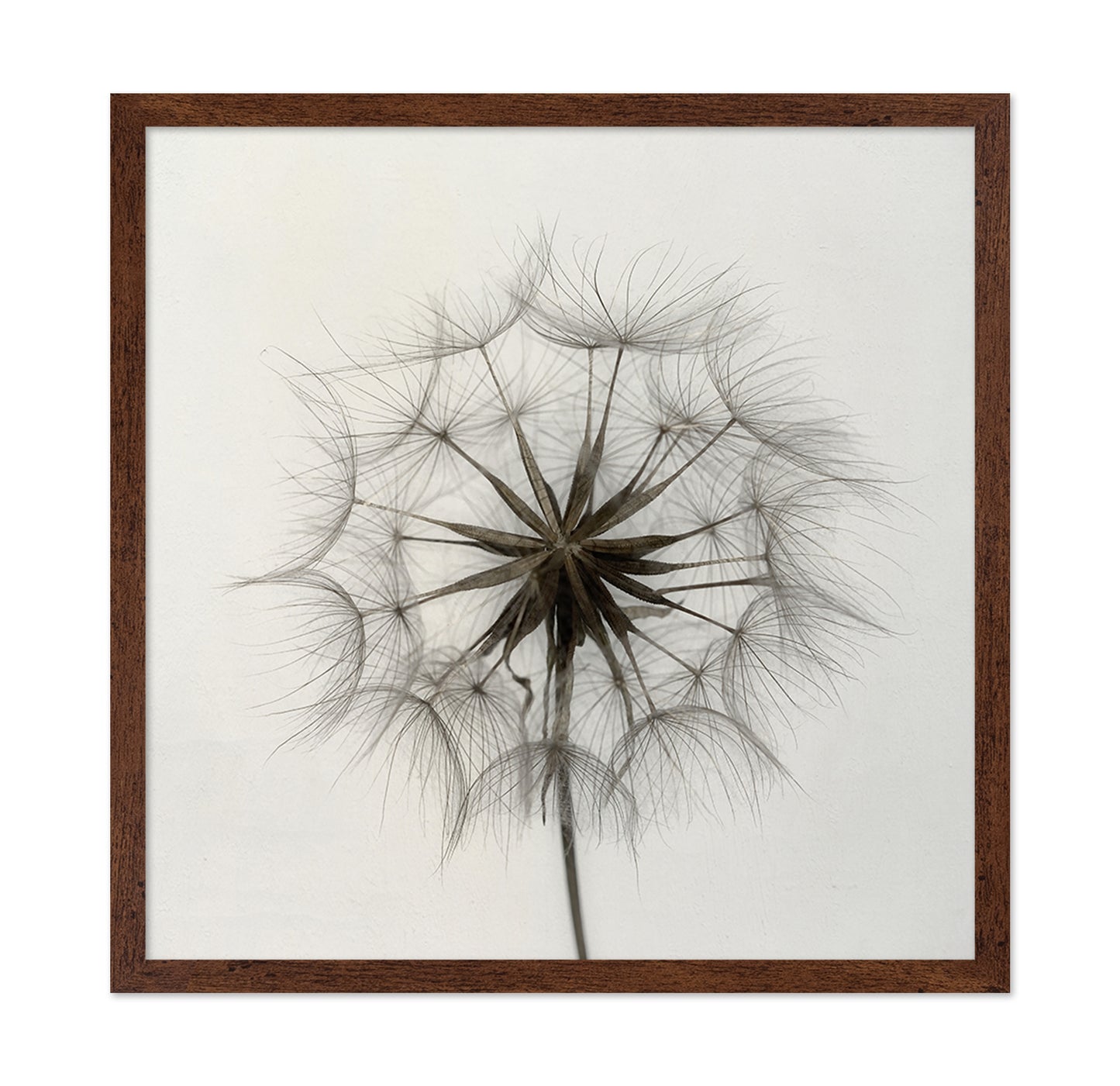Tragopogon