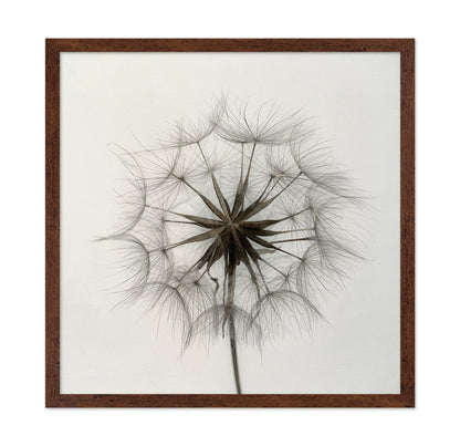 Tragopogon