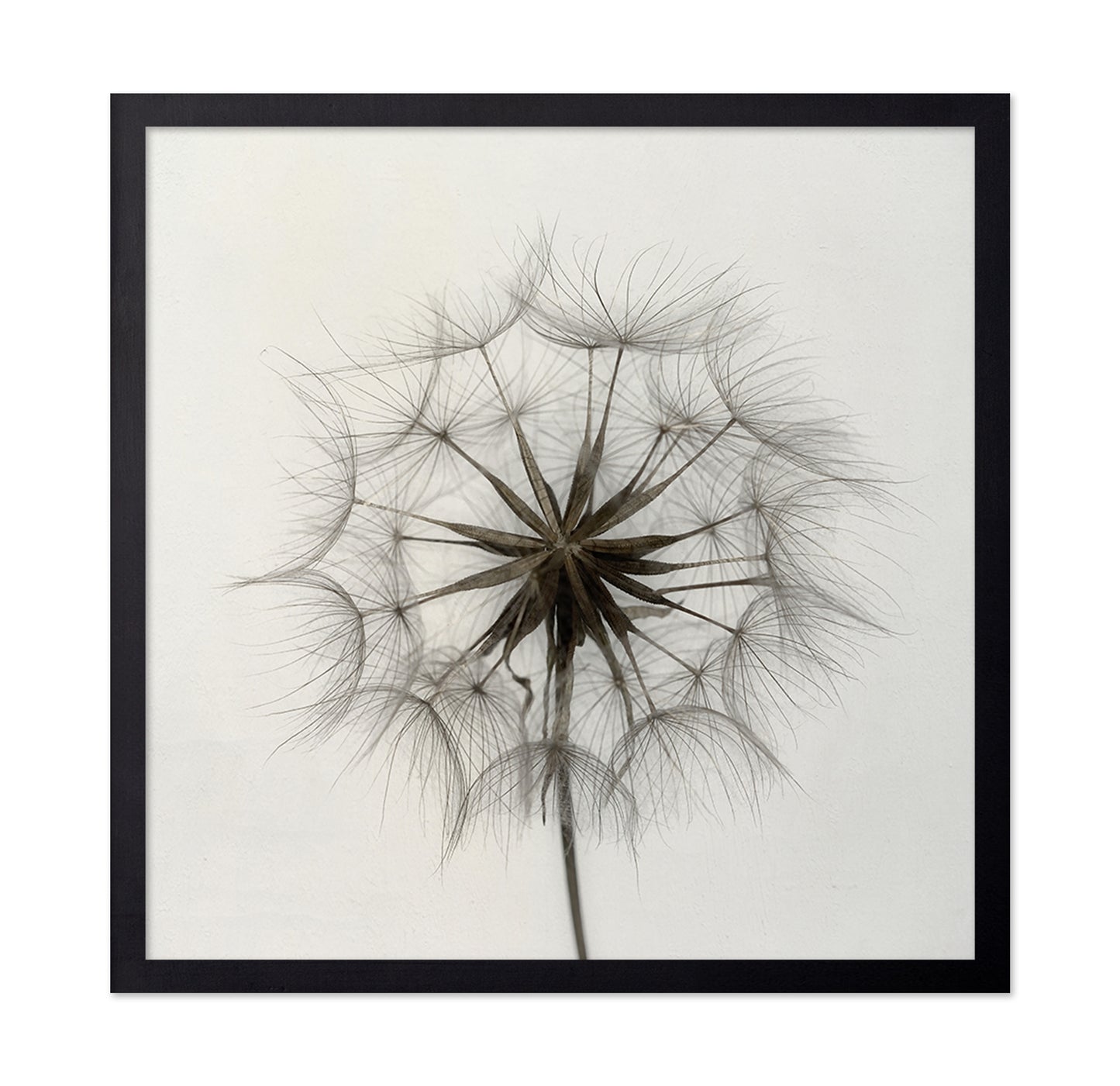 Tragopogon