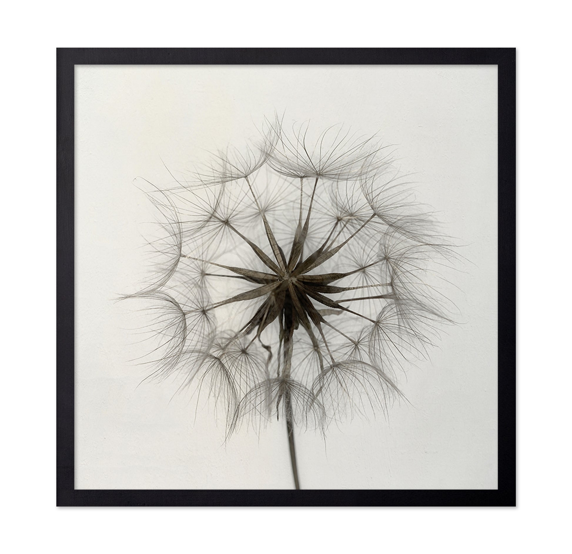 Tragopogon
