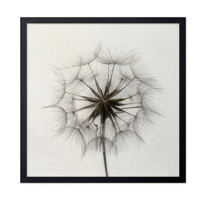 Tragopogon