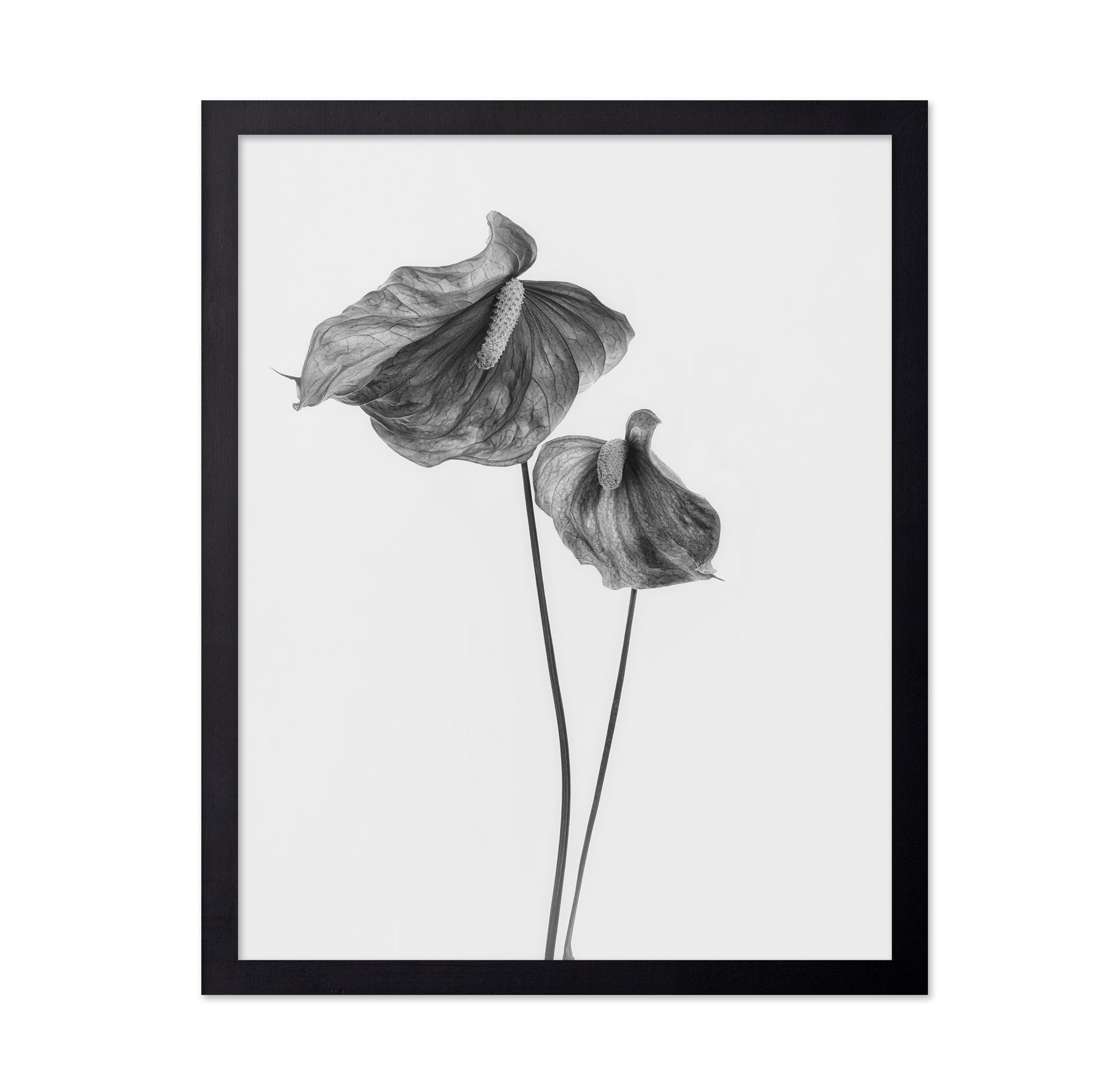 Anthurium