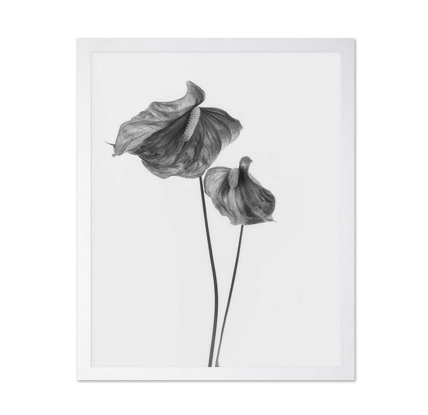 Anthurium