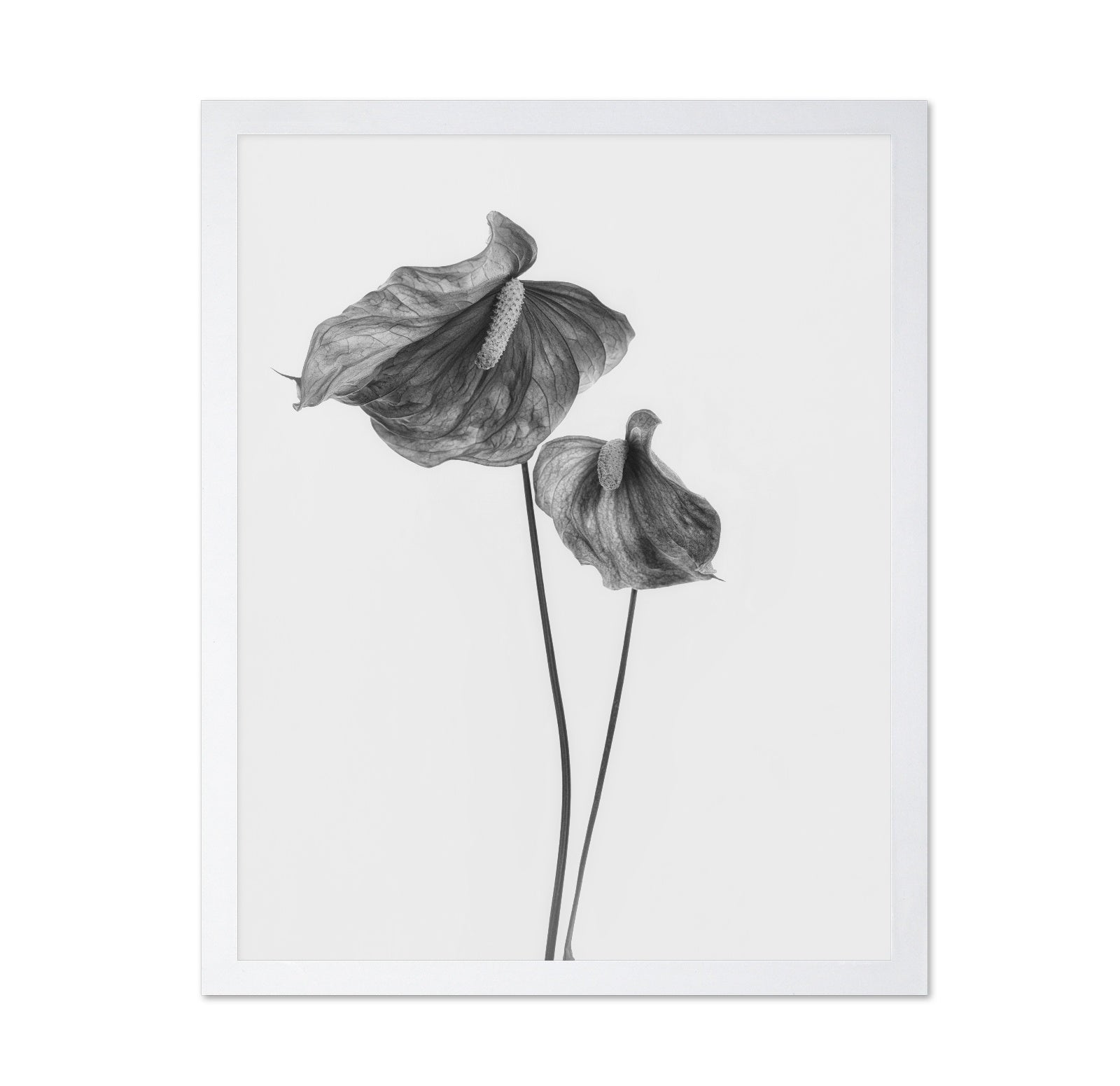 Anthurium