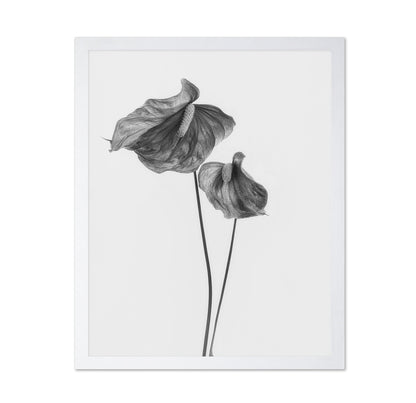 Anthurium