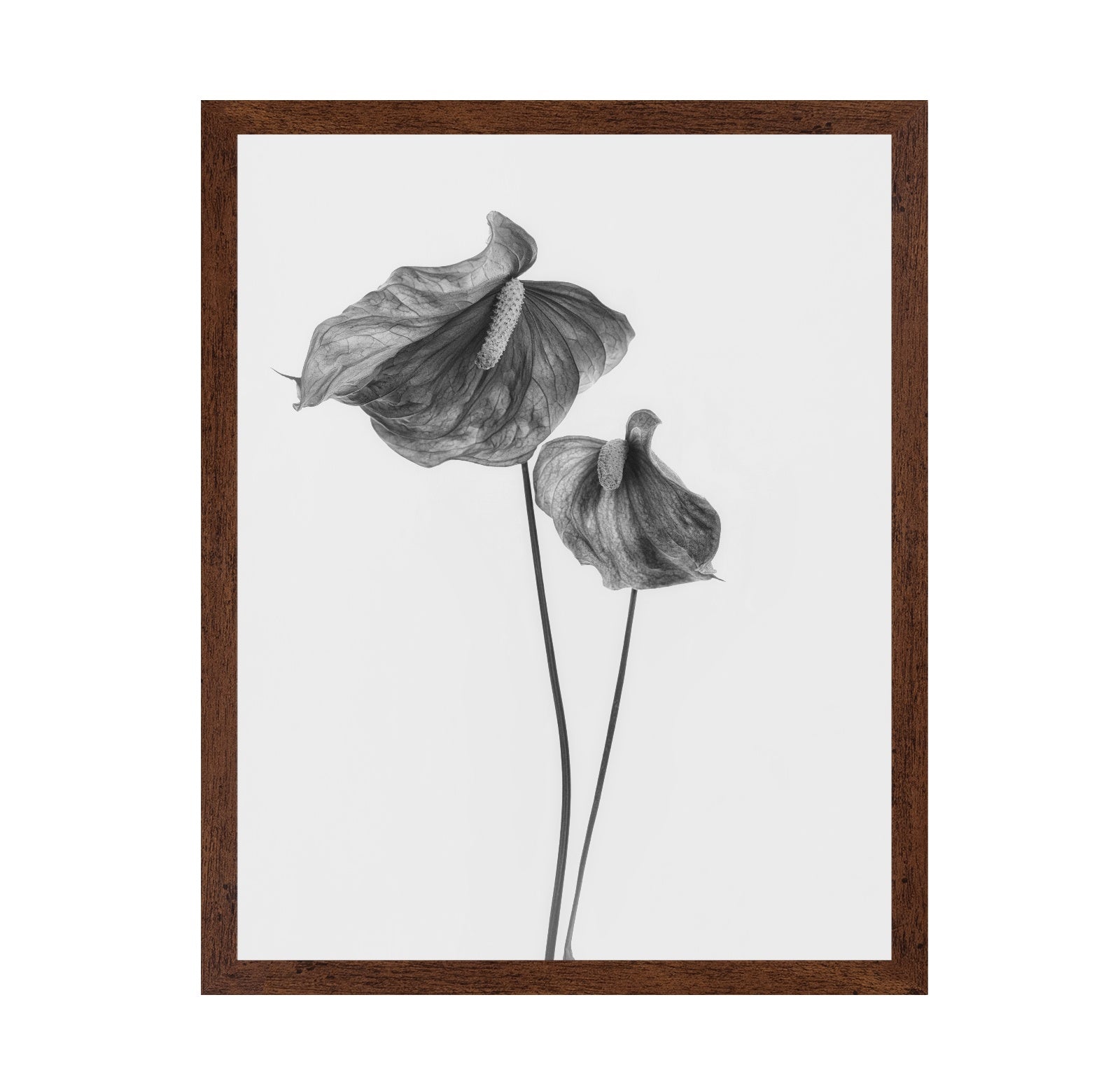 Anthurium