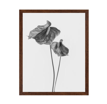 Anthurium