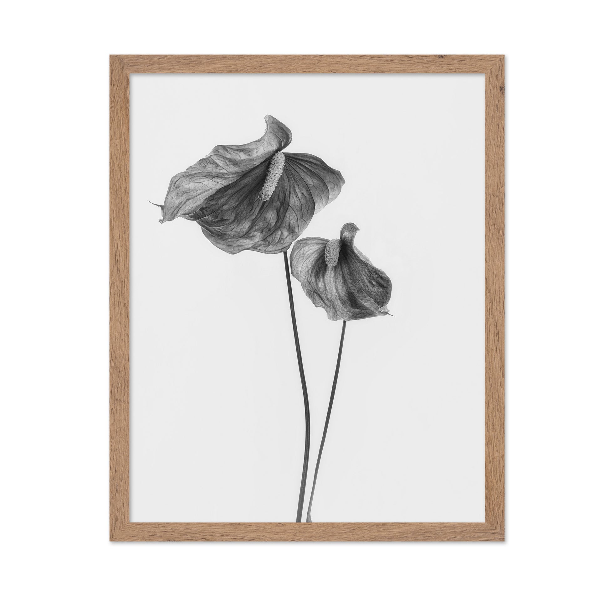 Anthurium