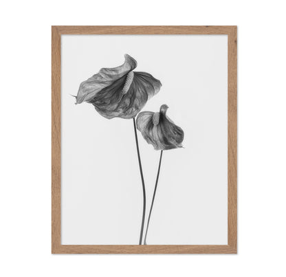 Anthurium