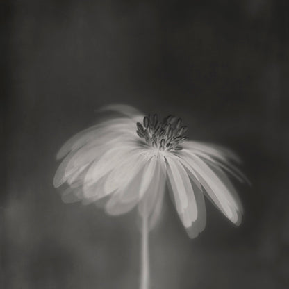Dark Sepia