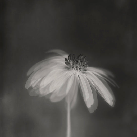 Dark Sepia