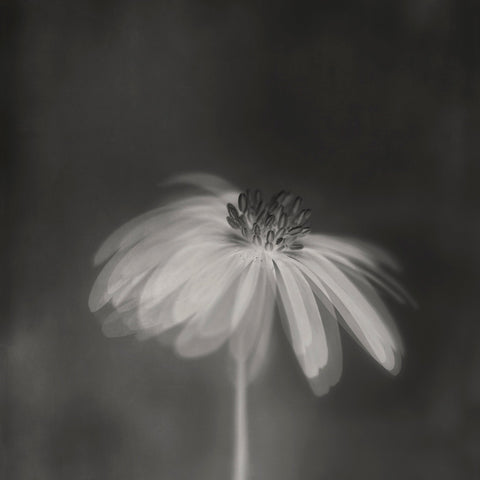 Dark Sepia