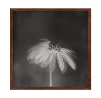 Dark Sepia